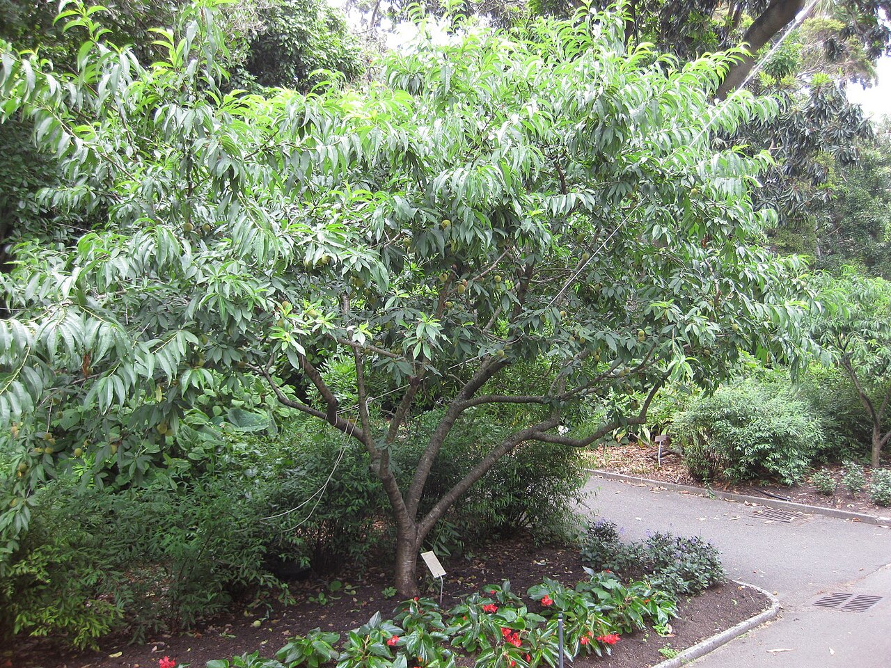 Prunus persica, Peach — spreading deciduous (Rosaceae) (image 3 of 9)