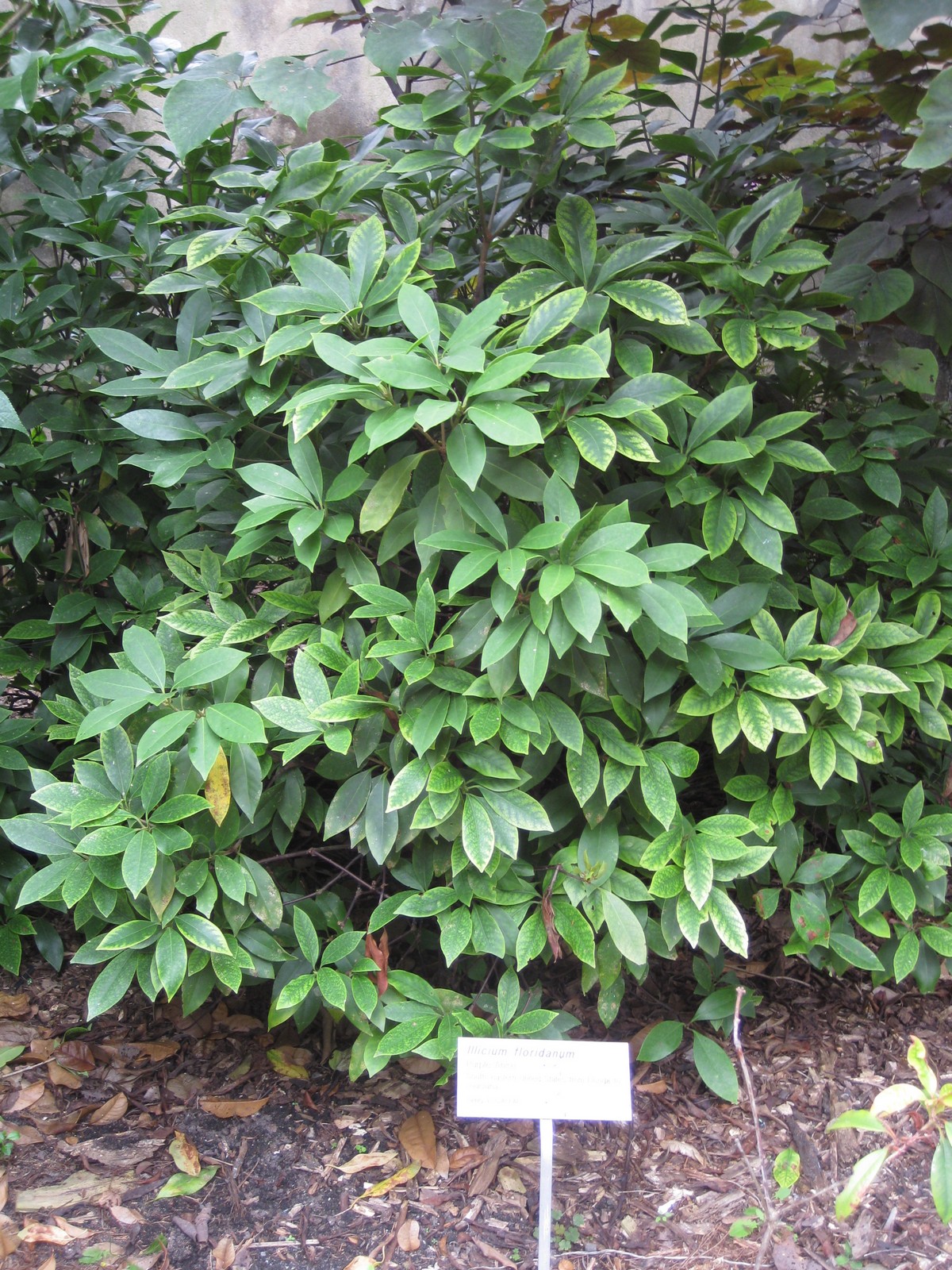 Illicium floridanum, Florida anise — upright evergreen (Schisandraceae) (image 9 of 10)