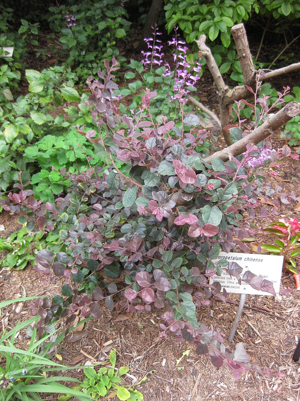 Loropetalum chinense (Jazz Hands® Pink Loropetalum) (alternate view 12)