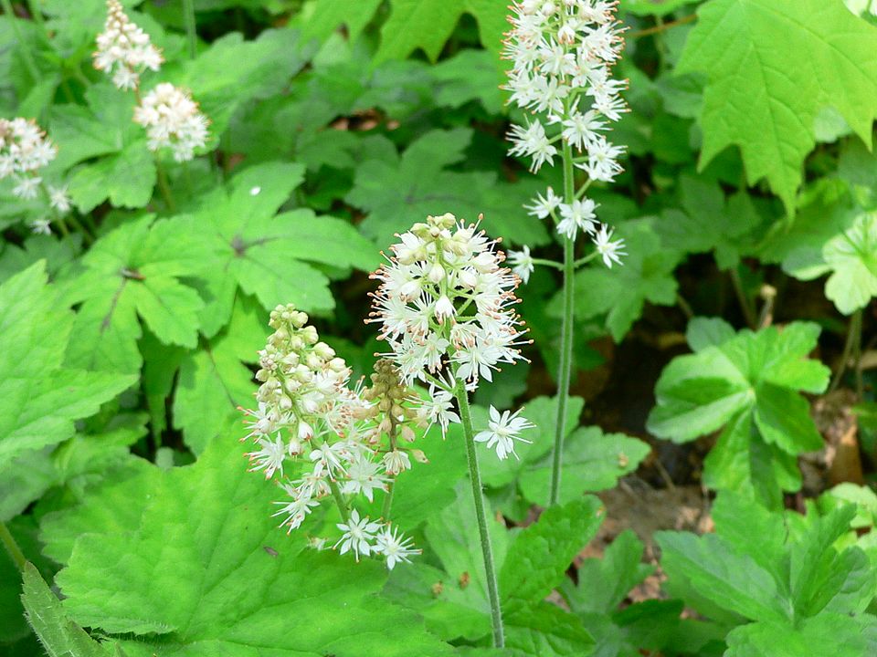 Tiarella cordifolia (Foamflower) (alternate view 6)