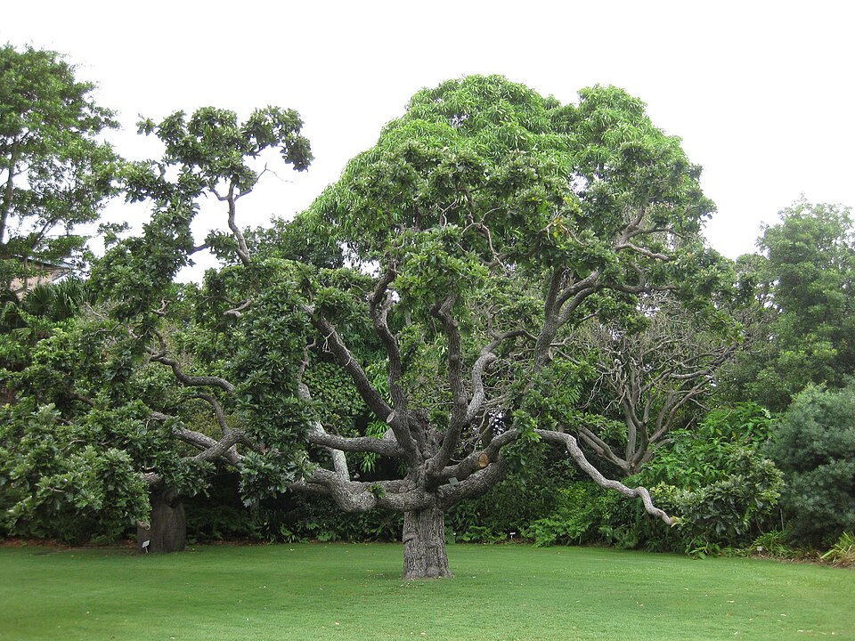 Quercus bicolor (Swamp White Oak)