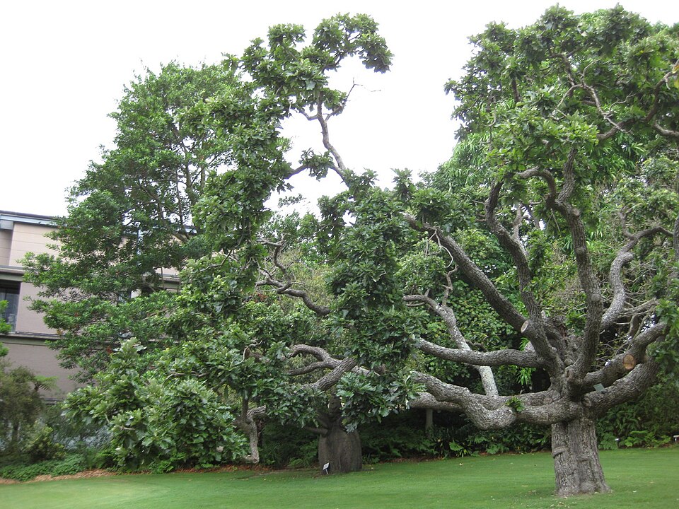 Quercus bicolor (Swamp White Oak)