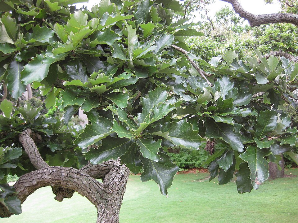 Quercus bicolor (Swamp White Oak)