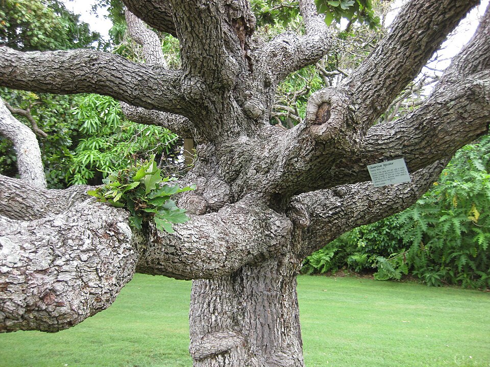 Quercus bicolor (Swamp White Oak)