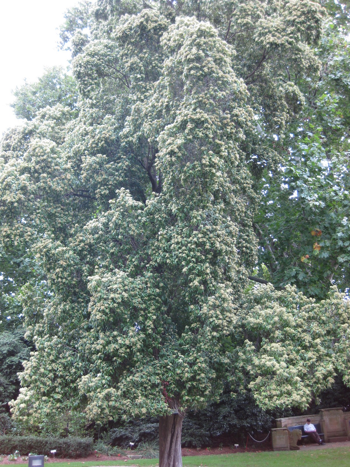 Backhousia citriodora, Lemon myrtle — upright evergreen (Myrtaceae) (image 1 of 8)
