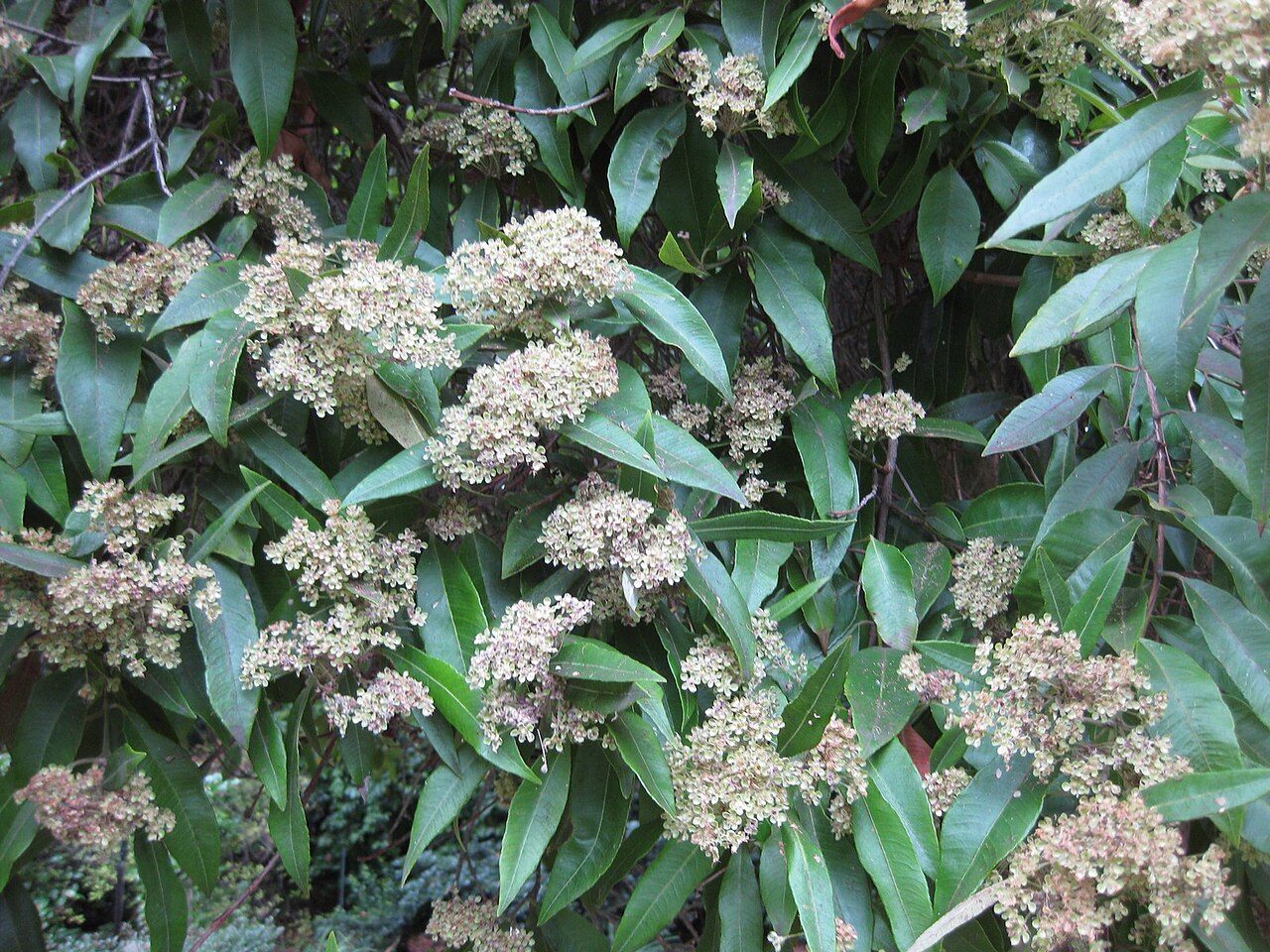 Backhousia citriodora, Lemon myrtle — upright evergreen (Myrtaceae) (image 2 of 8)