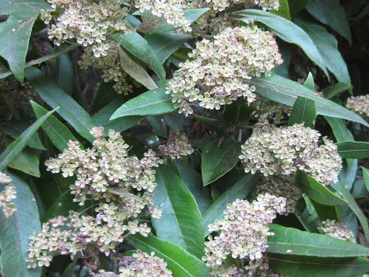 Backhousia citriodora, Lemon myrtle — upright evergreen (Myrtaceae) (image 3 of 8)