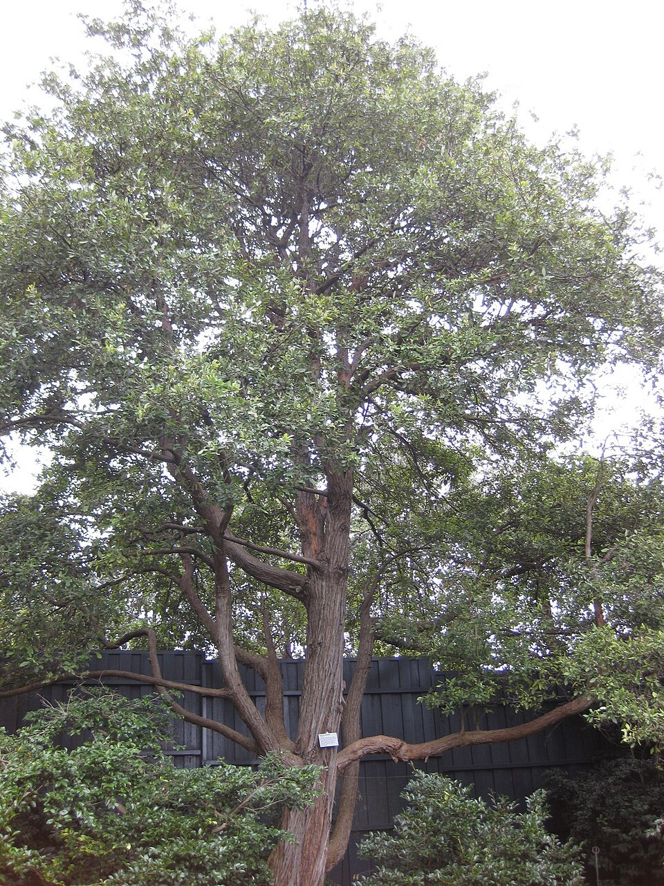 Syncarpia glomulifera (Turpentine) (alternate view 10)