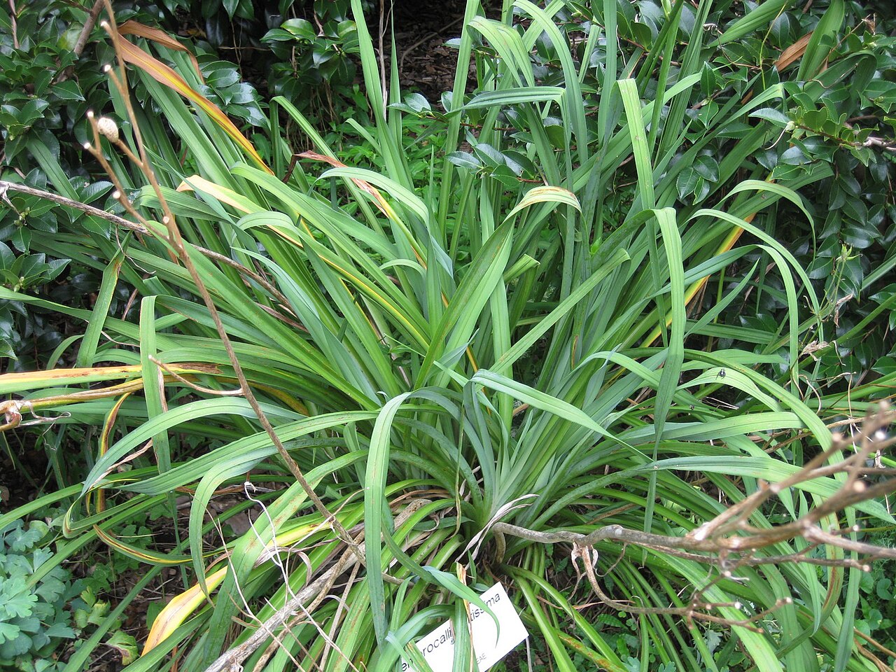 Hemerocallis citrina, Citron daylily — clumping deciduous (Asphodelaceae) (image 7 of 9)
