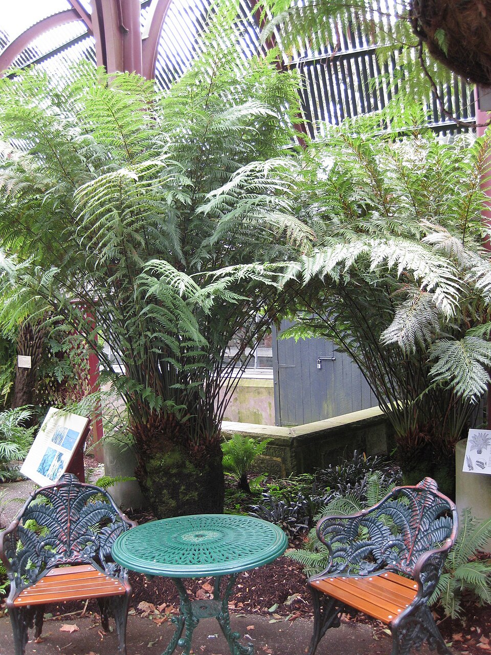Todea barbara (king fern) (alternate view 3)