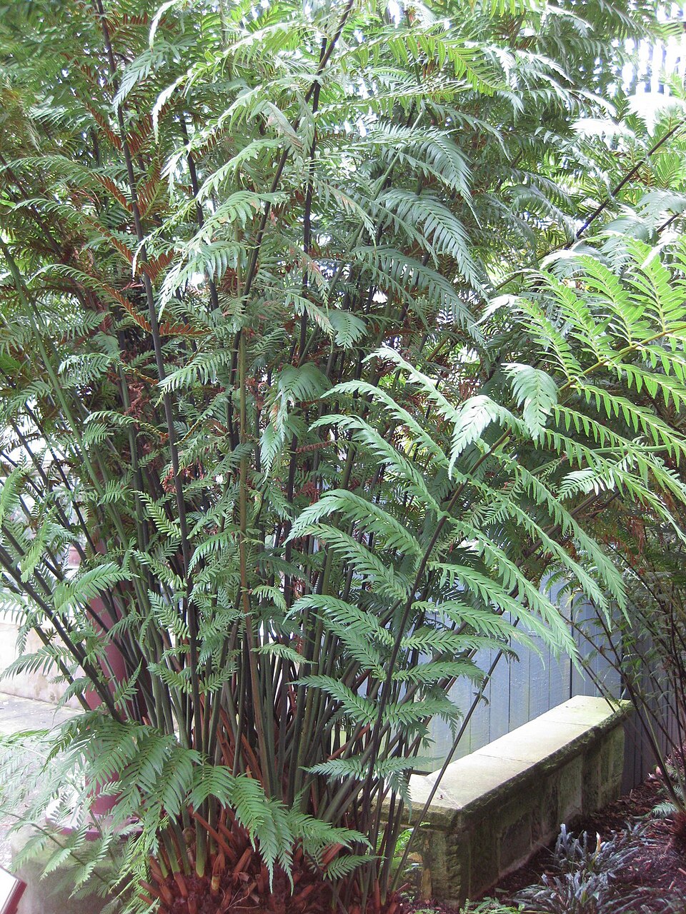 Todea barbara (king fern) (alternate view 4)