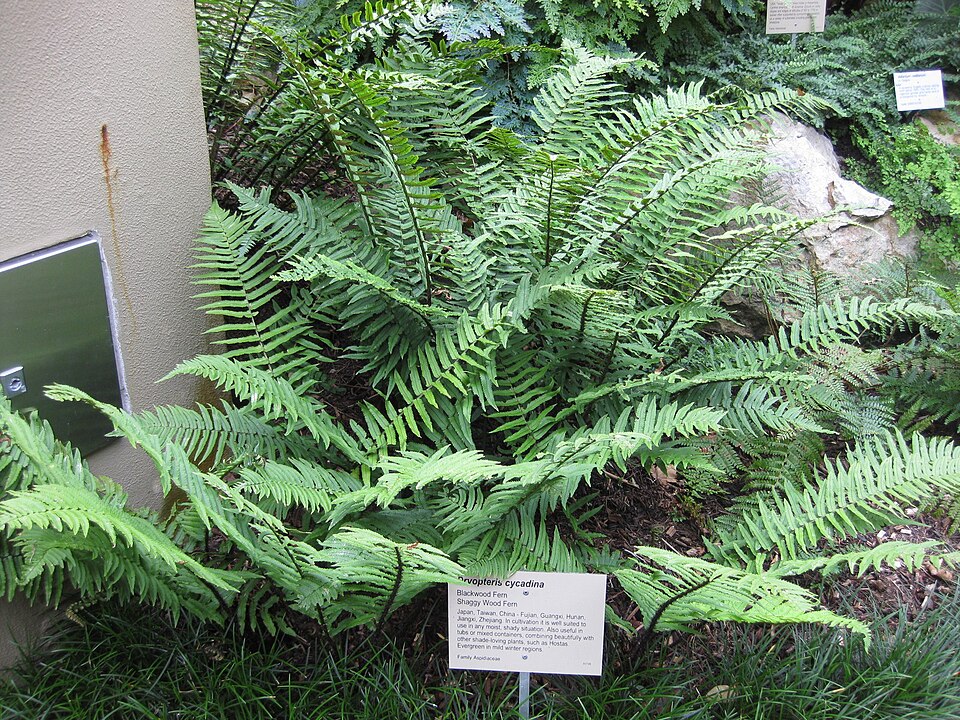 Dryopteris cycadina (Shaggy Wood Fern) (alternate view 6)