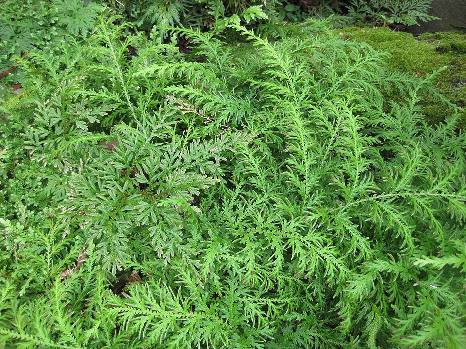 Selaginella (Spikemosses) (alternate view 8)