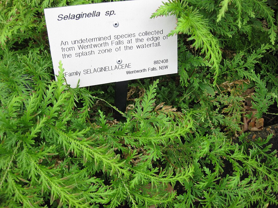 Selaginella (Spikemosses) (alternate view 9)