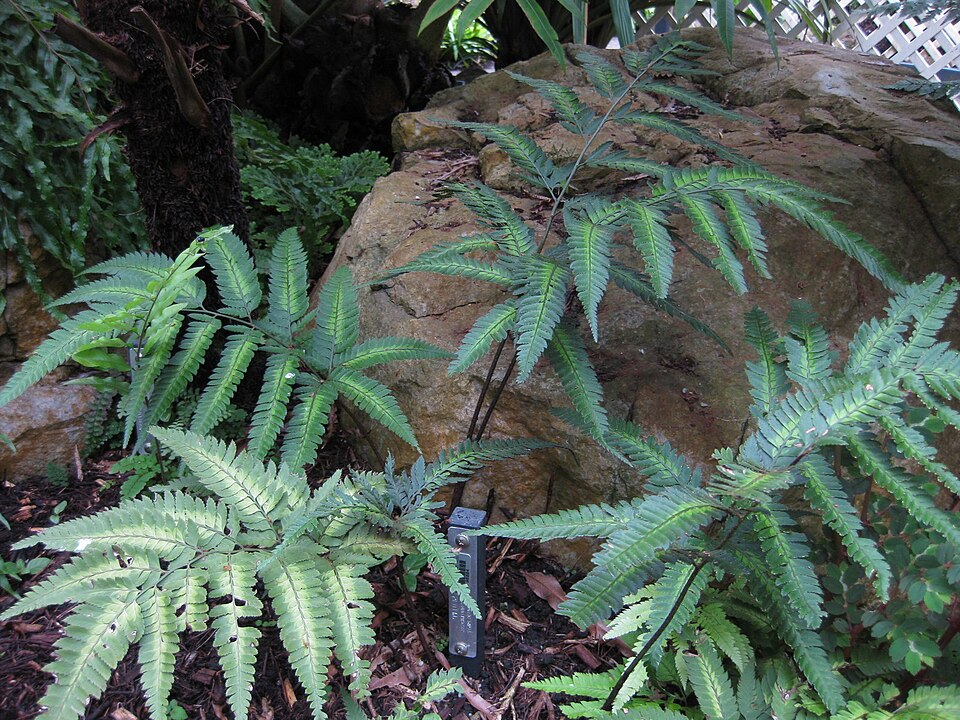 Arachniodes simplicior (Variegated Holly Fern) (alternate view 9)
