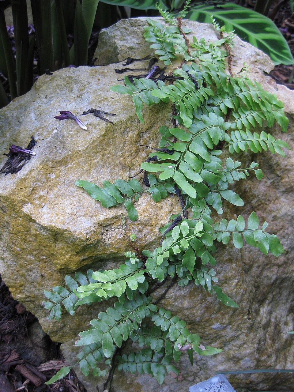 Arthropteris tenella (Climbing Fern) (alternate view 4)