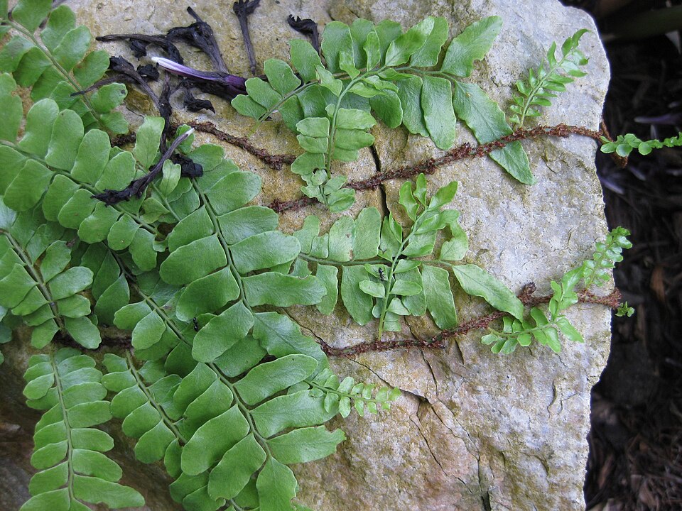 Arthropteris tenella (Climbing Fern) (alternate view 5)