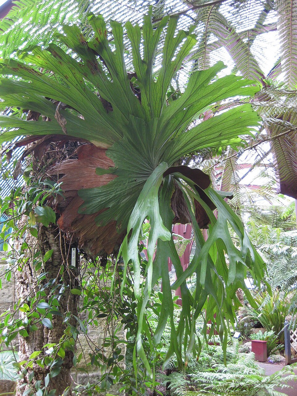 Platycerium superbum (Stag Horn Fern) (alternate view 9)