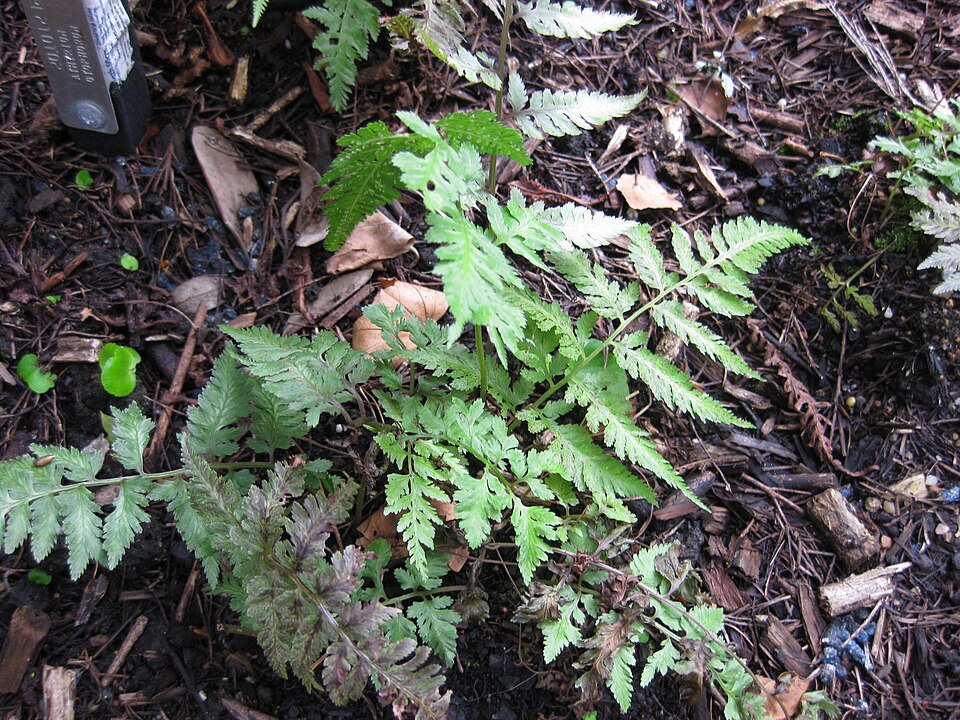 Athyrium otophorum (Eared Lady Fern) (alternate view 6)