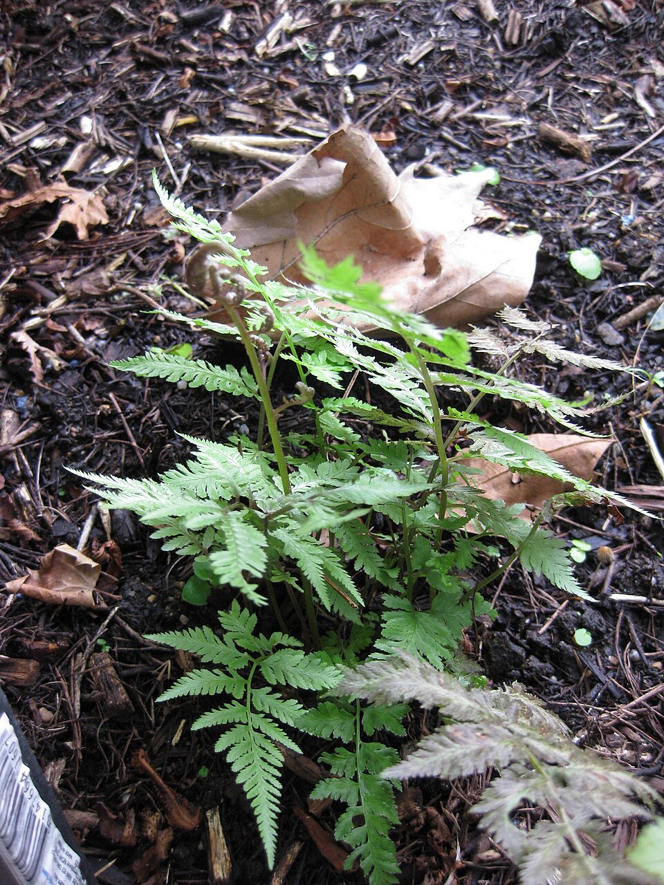 Athyrium otophorum (Eared Lady Fern) (alternate view 7)