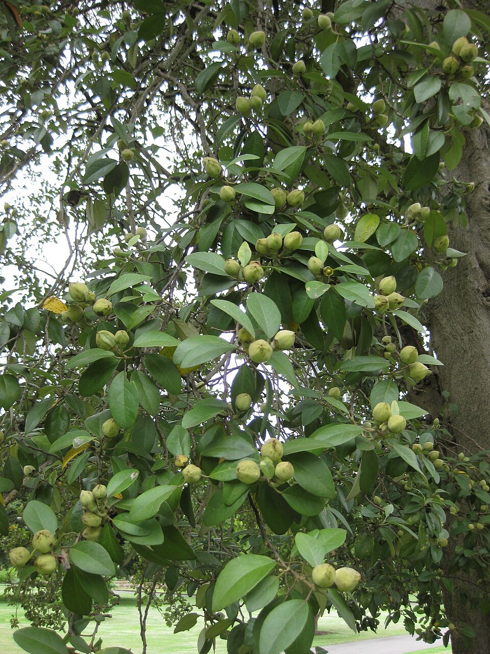 Lagunaria patersonia (Norfolk Island hibiscus) (alternate view 2)