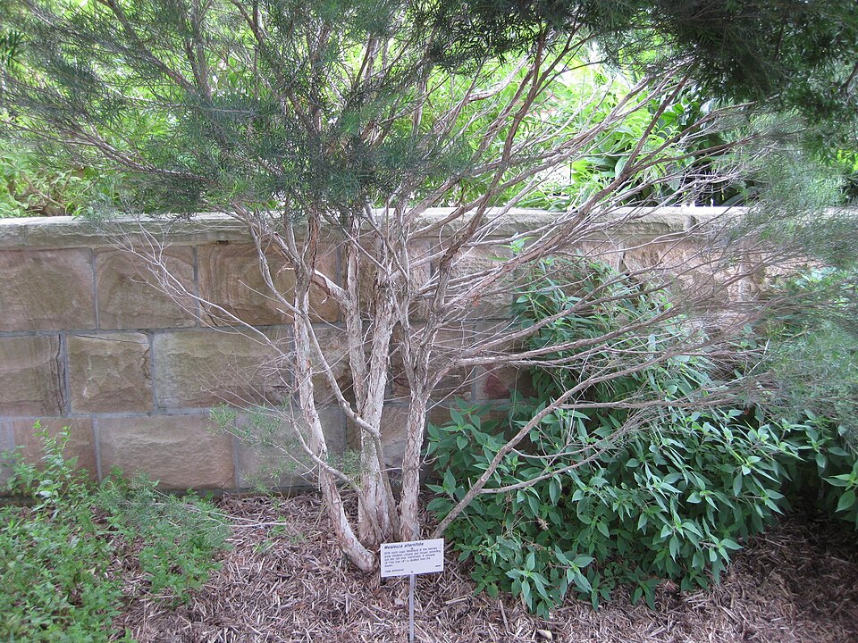 Melaleuca alternifolia (alternate view 6)