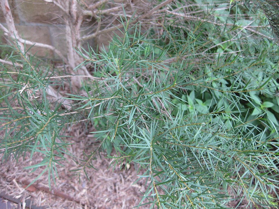 Melaleuca alternifolia (alternate view 7)