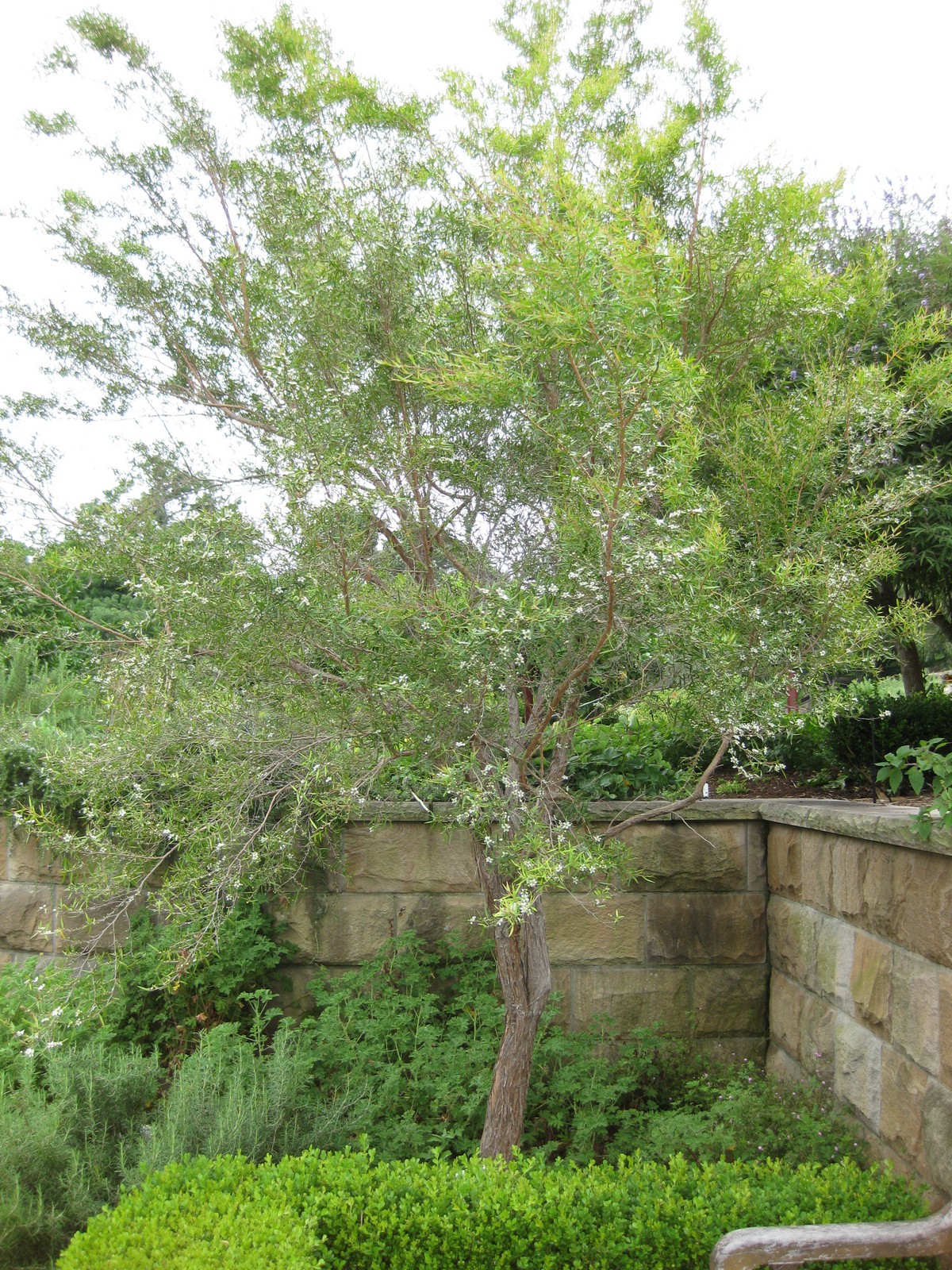 Leptospermum petersonii, Lemon-scented tea tree — upright evergreen (Myrtaceae) (image 1 of 9)