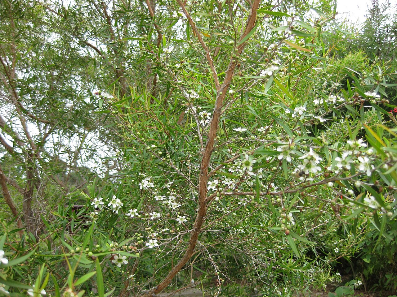 Leptospermum petersonii, Lemon-scented tea tree — upright evergreen (Myrtaceae) (image 2 of 9)