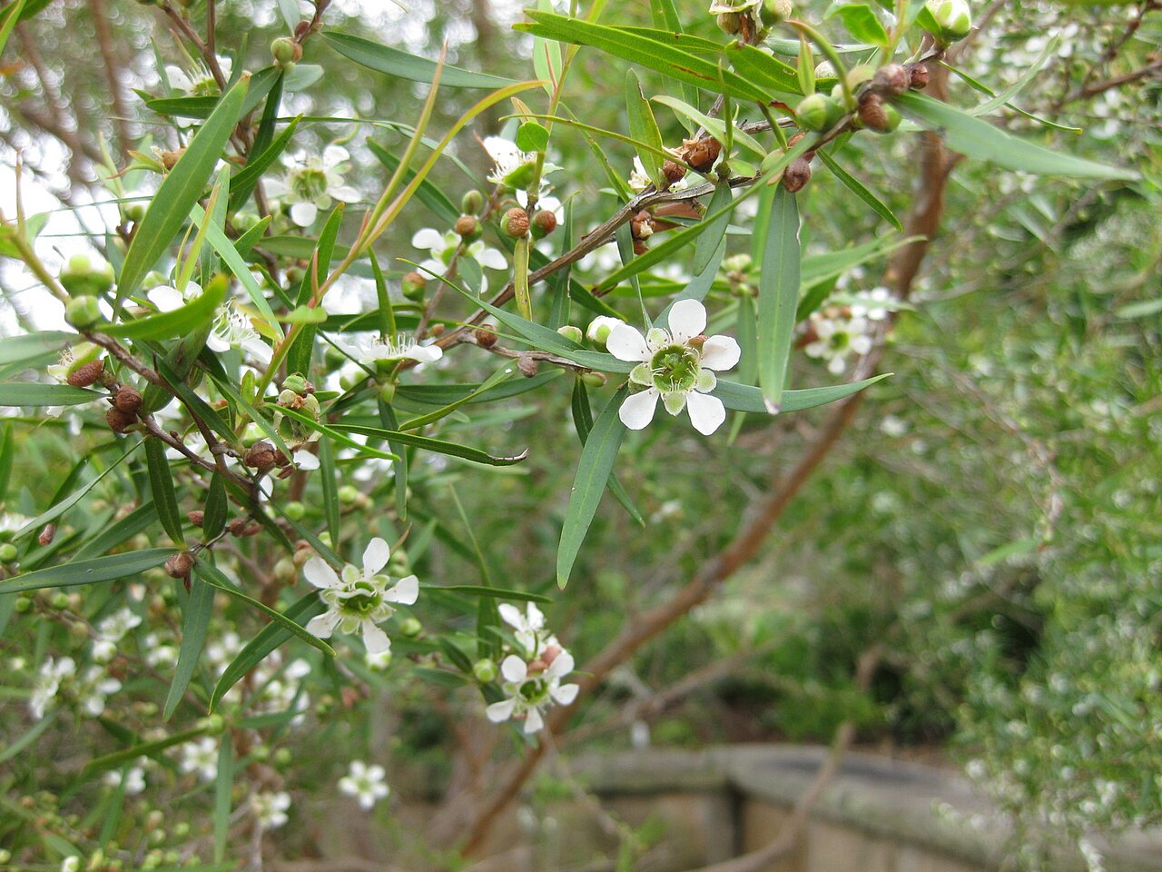 Leptospermum petersonii, Lemon-scented tea tree — upright evergreen (Myrtaceae) (image 3 of 9)