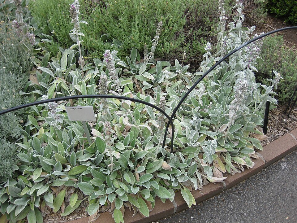 Stachys byzantina (lamb's ears) (alternate view 10)