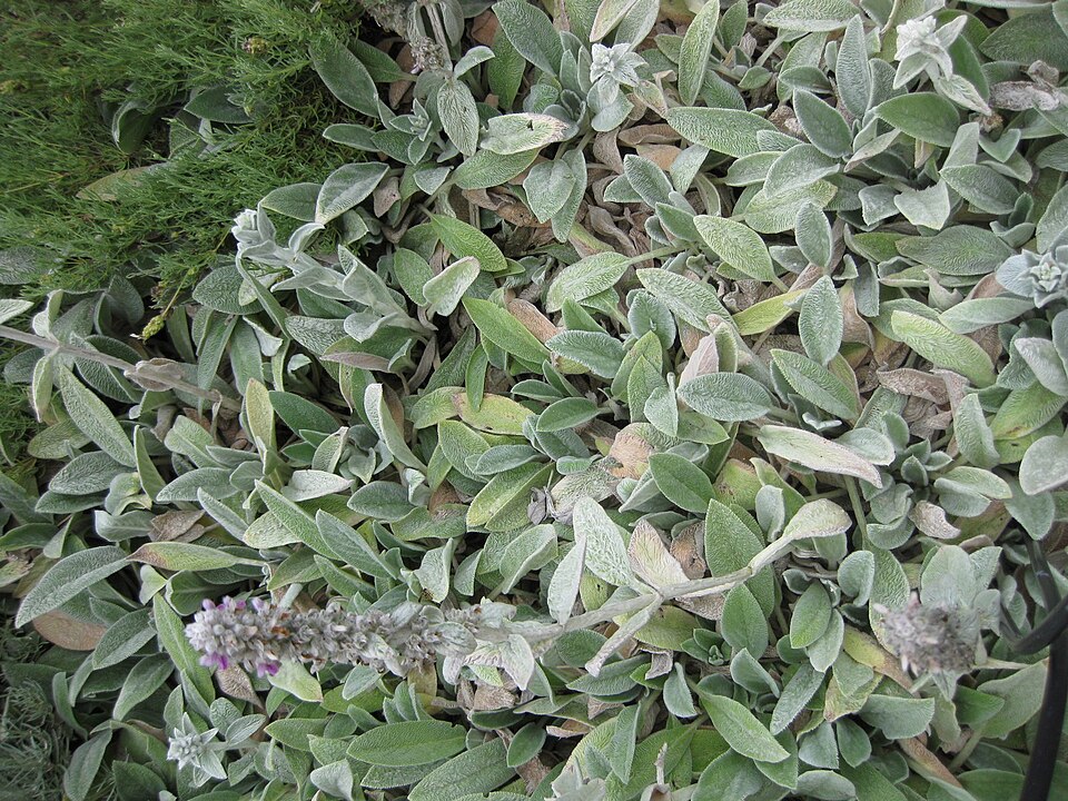 Stachys byzantina (lamb's ears) (alternate view 11)