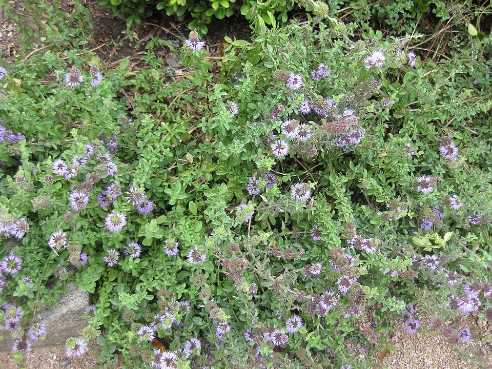 Mentha pulegium (Pennyroyal) (alternate view 7)