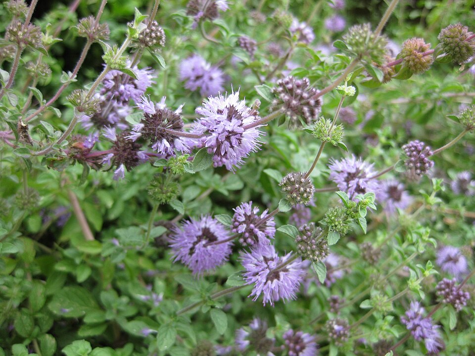 Mentha pulegium (Pennyroyal) (alternate view 8)