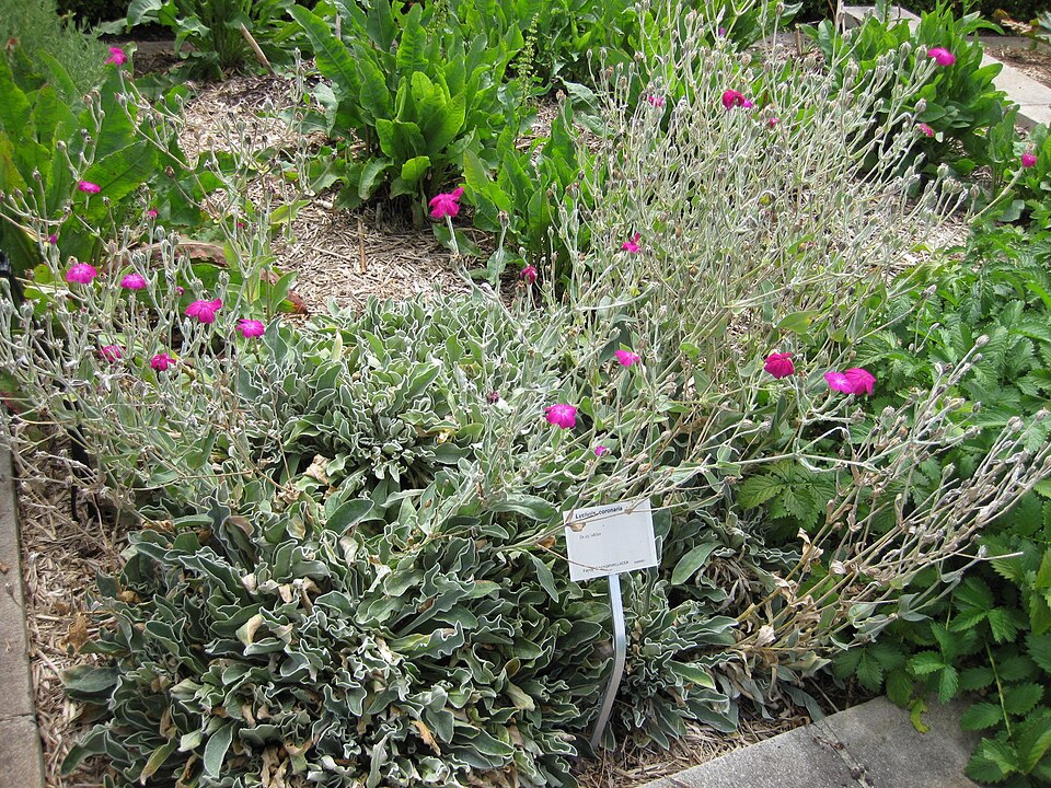 Silene coronaria (Rose campion)