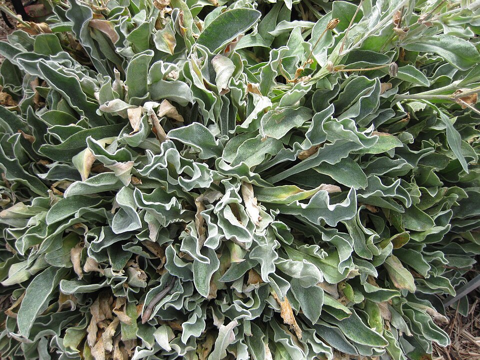 Silene coronaria (Rose campion)