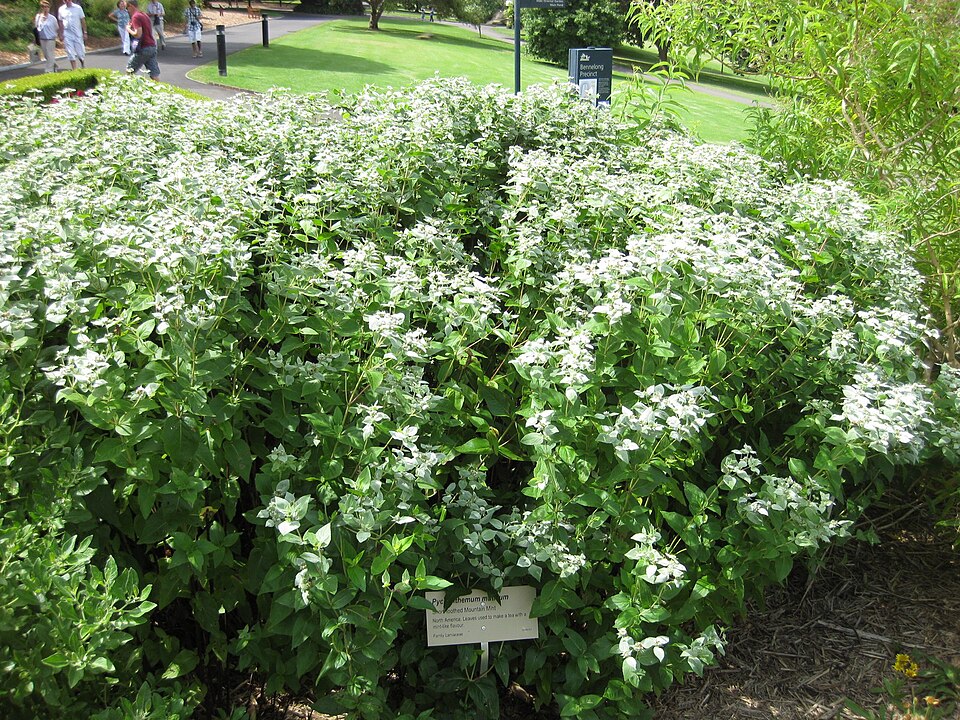 Pycnanthemum muticum (Short-Toothed Mountain Mint) (alternate view 7)