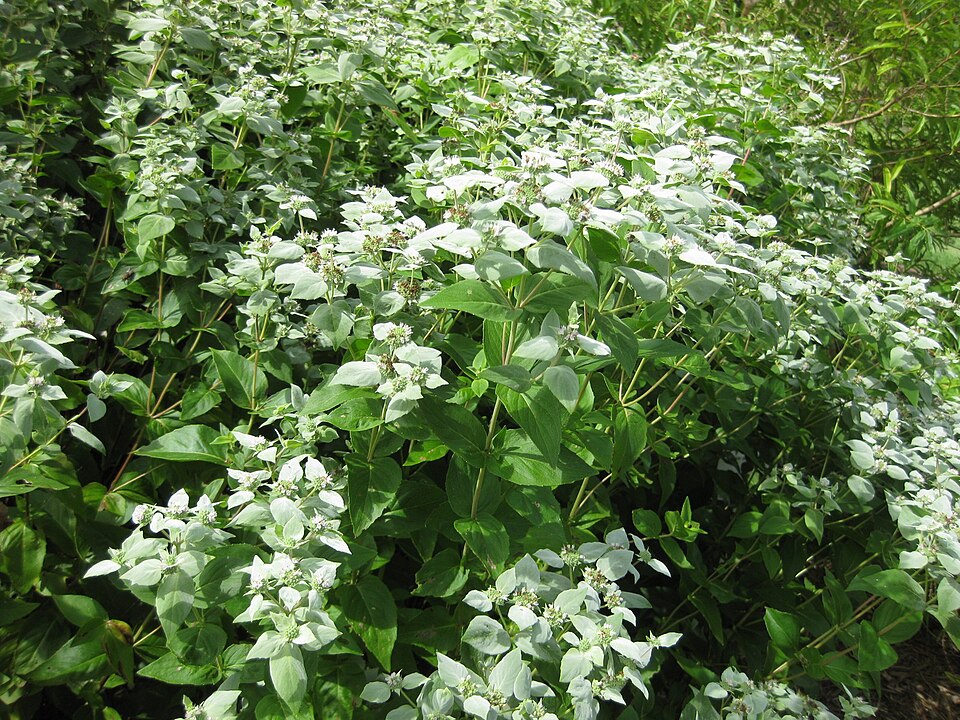 Pycnanthemum muticum (Short-Toothed Mountain Mint) (alternate view 8)