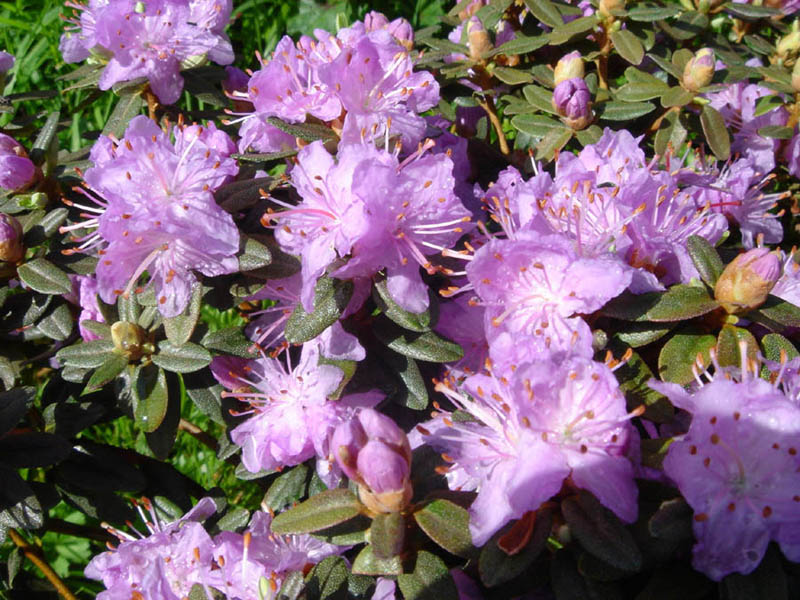 Rhododendron impeditum (Dwarf Purple Rhododendron) (alternate view 9)