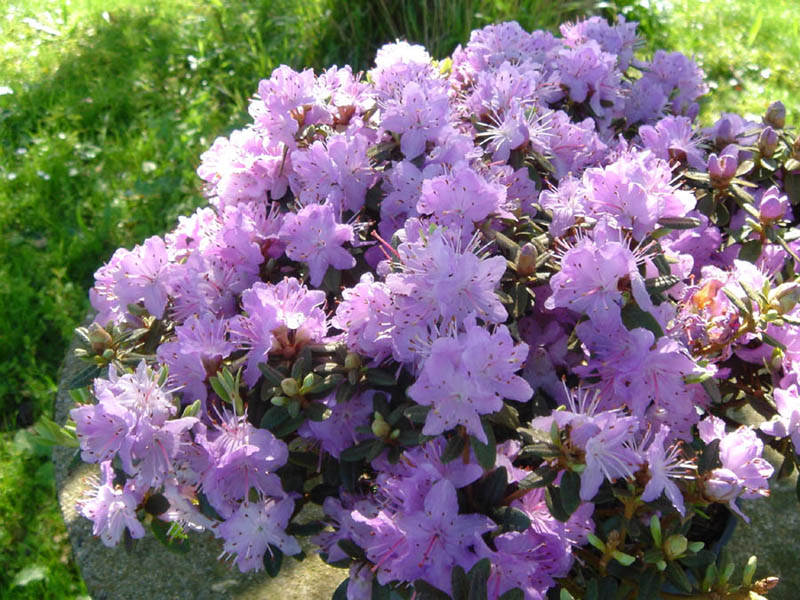 Rhododendron impeditum (Dwarf Purple Rhododendron) (alternate view 10)