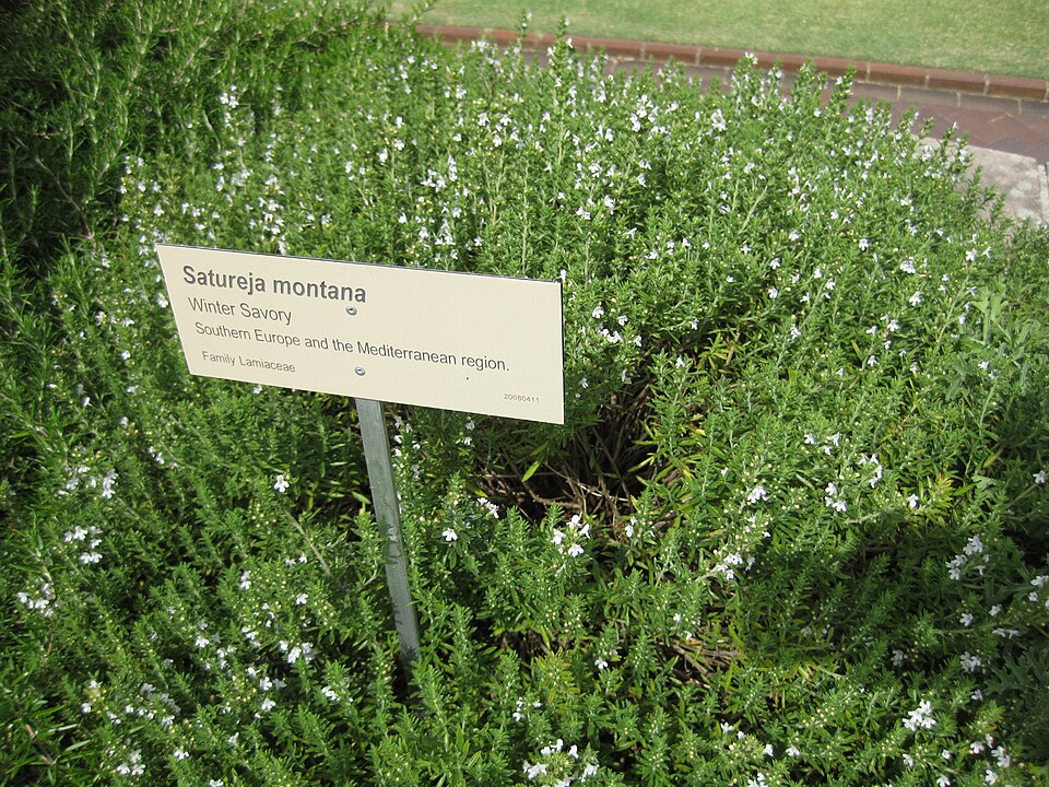 Satureja montana (Winter Savory) (alternate view 9)