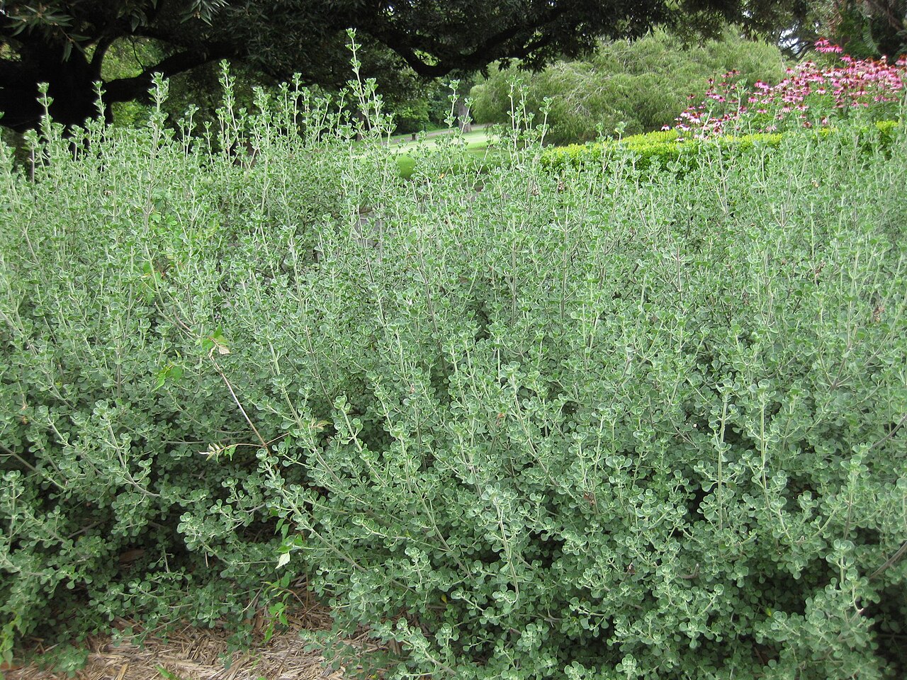 Prostanthera spp., mint bush — upright evergreen (Lamiaceae) (image 3 of 4)
