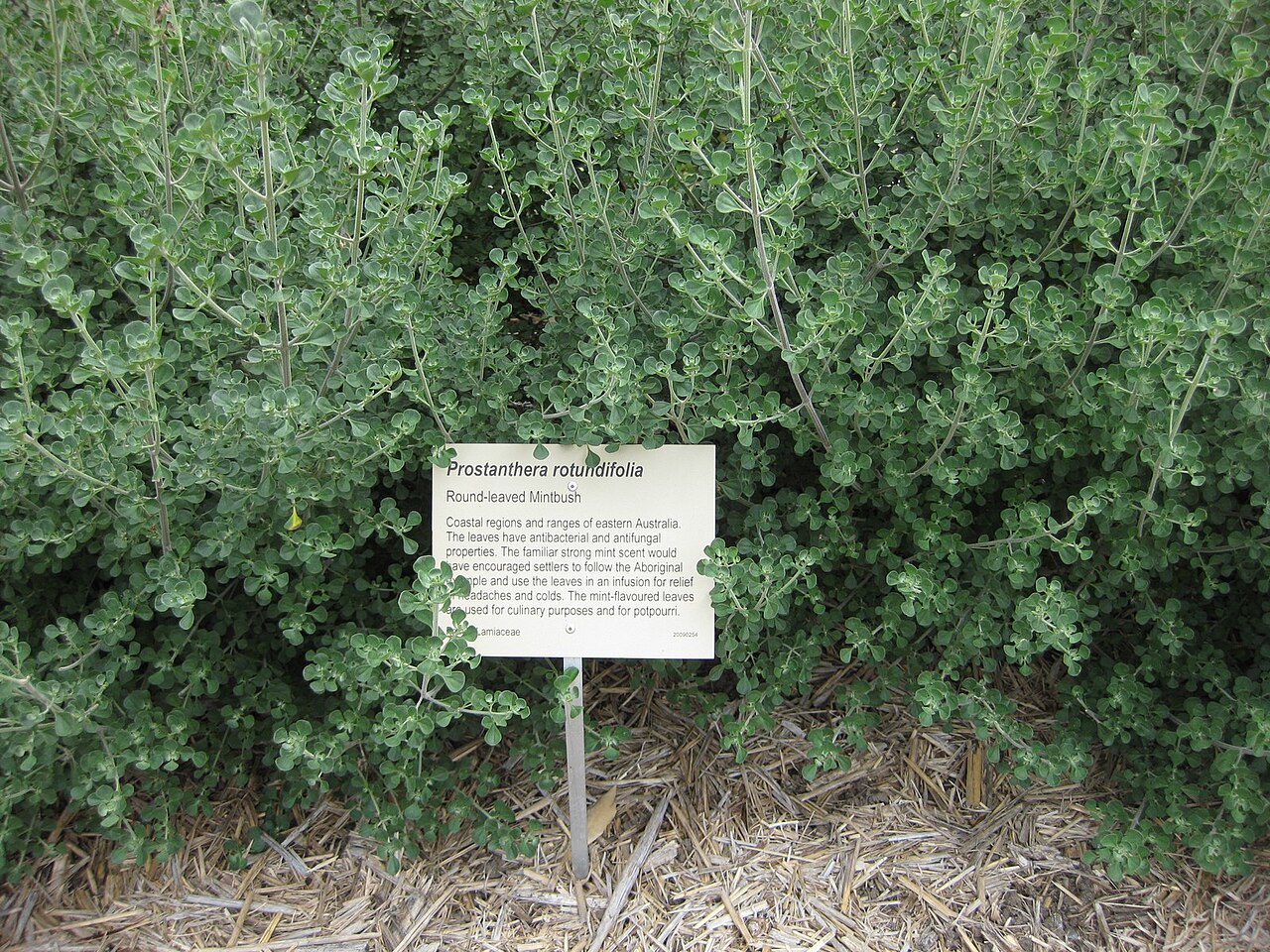 Prostanthera rotundifolia, Round-leaf mint bush — upright evergreen (Lamiaceae) (image 2 of 10)