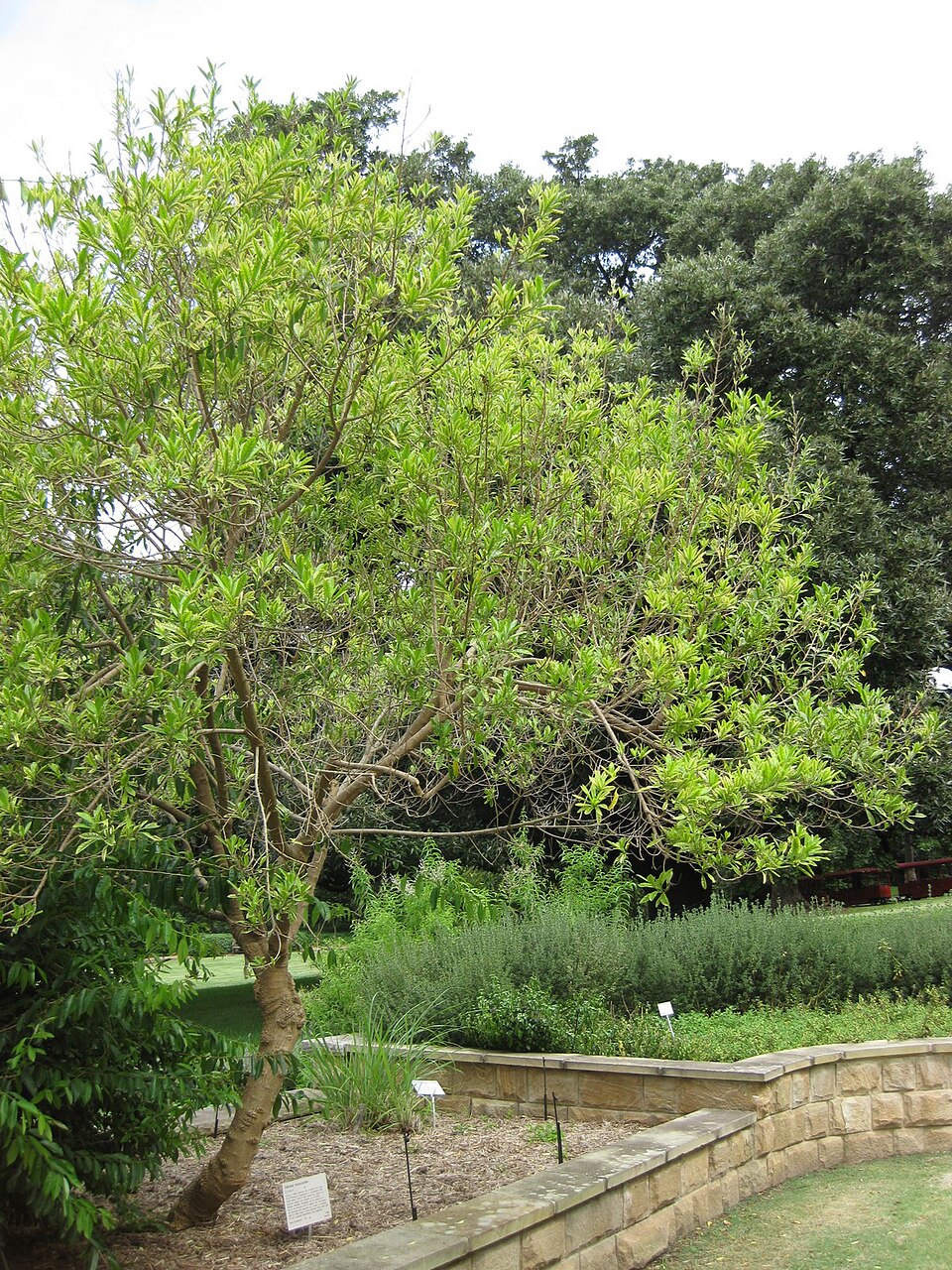 Duboisia myoporoides (corkwood) (alternate view 8)
