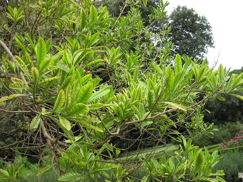 Duboisia myoporoides (corkwood) (alternate view 9)