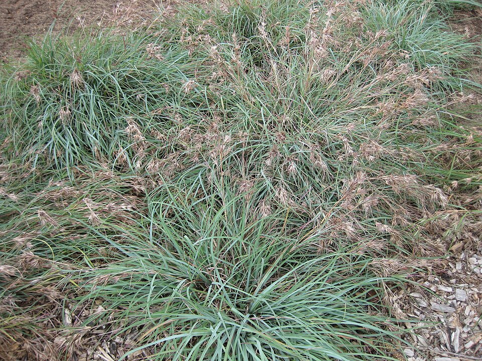 Themeda triandra (Kangaroo Grass) (alternate view 4)