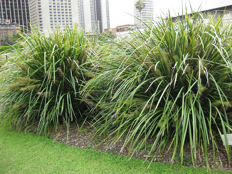 Lomandra hystrix (green mat-rush) (alternate view 3)