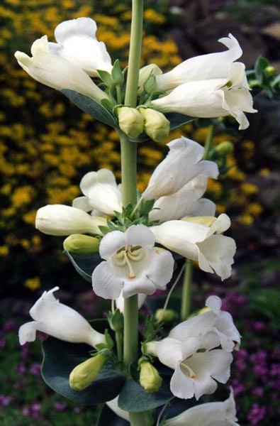 Penstemon cobaea (cobaea beardtongue)
