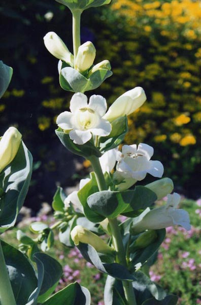 Penstemon cobaea (cobaea beardtongue) (alternate view 2)