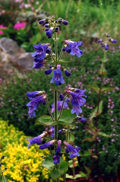 Penstemon ovatus (Broad-leafed Penstemon) (alternate view 6)